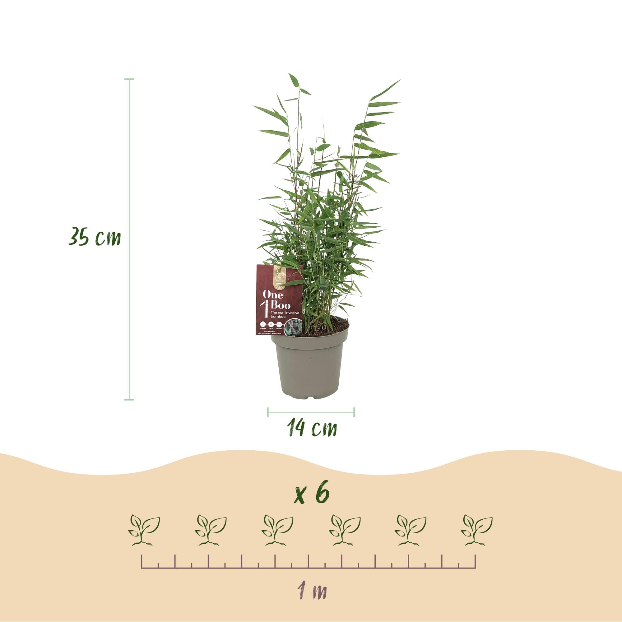 Bamboe - Fargesia Red Dragon - Bladhoudend - Niet Woekerend - Groen - 6 Planten - Pot 14cm - Hoogte 35cm