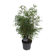 Fargesia Rufa - Bambú Rampante - Ø23cm - ↕95cm