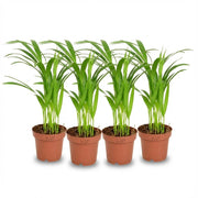 Areca - Dypsis Lutescens - Goudpalm - Ø12 cm - Hoogte: 40 cm 4x
