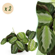 Maranta Fascinator Silverband - Gebedsplant - Huisdiervriendelijk - Groen - 2 Planten - Pot 12cm - Hoogte 30-35cm