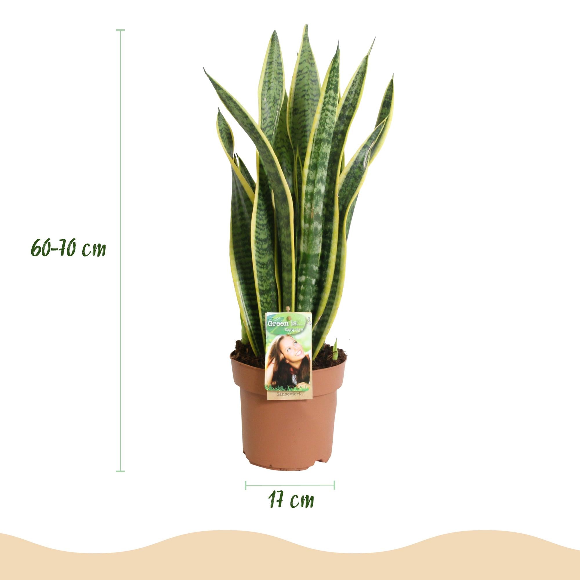 Sansevieria Laurentii - Vrouwentong - Weinig onderhoud - Groen - 1 Plant - Pot 17cm - Hoogte 60-70cm