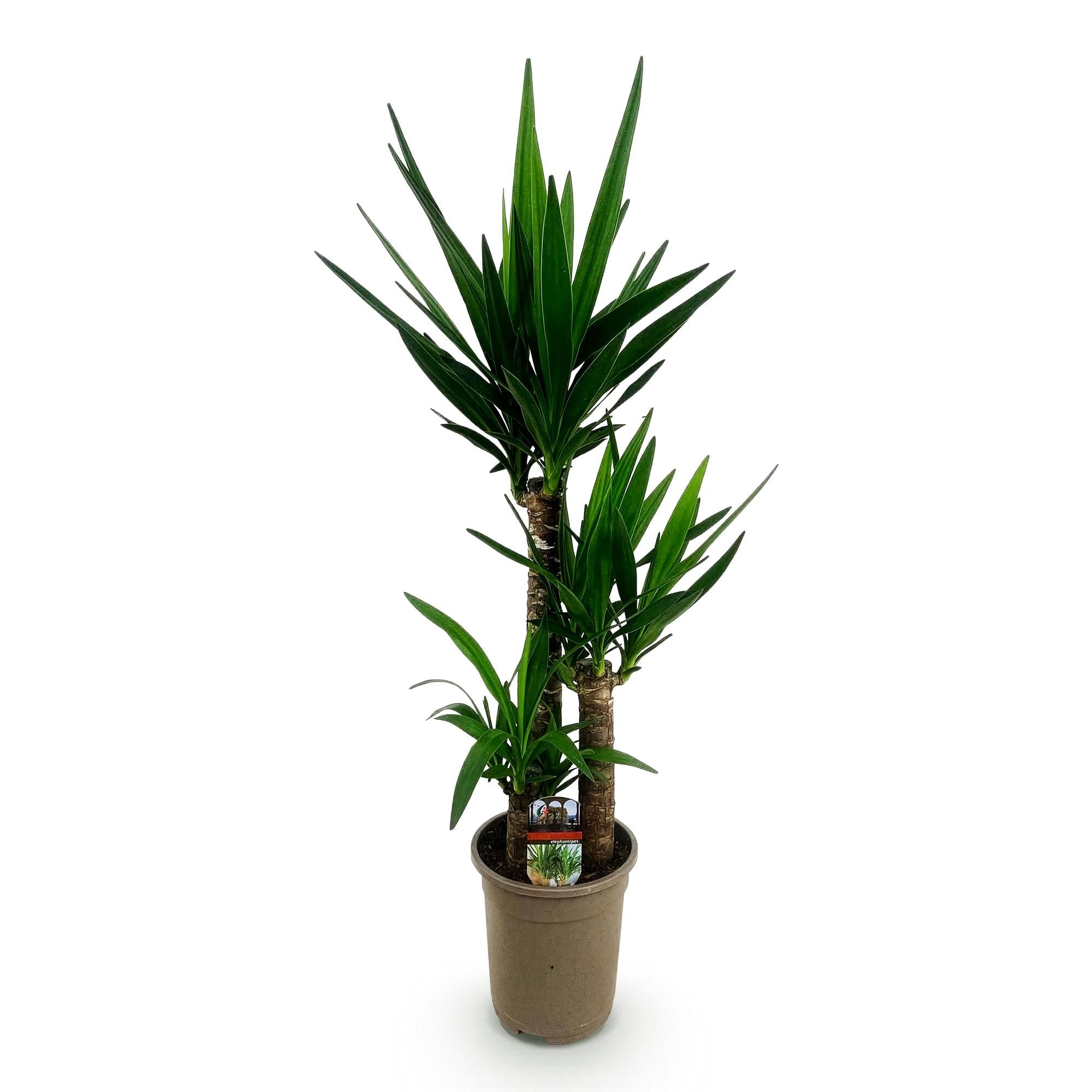 Yucca elephantipes - Weinig onderhoud - Groen - 1 - Pot 21cm - Hoogte 100cm