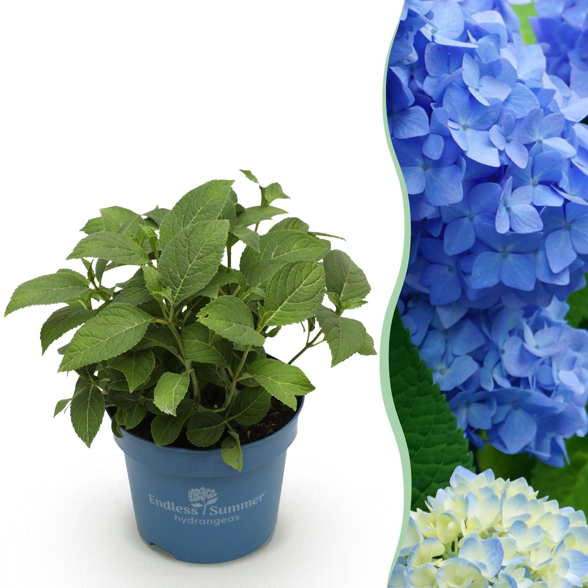 Hydrangea Endles Summer The Orginal Blue - Hortensia - Winterhard - Blauw - 1 Plant - Pot 14cm - Hoogte 20-25cm