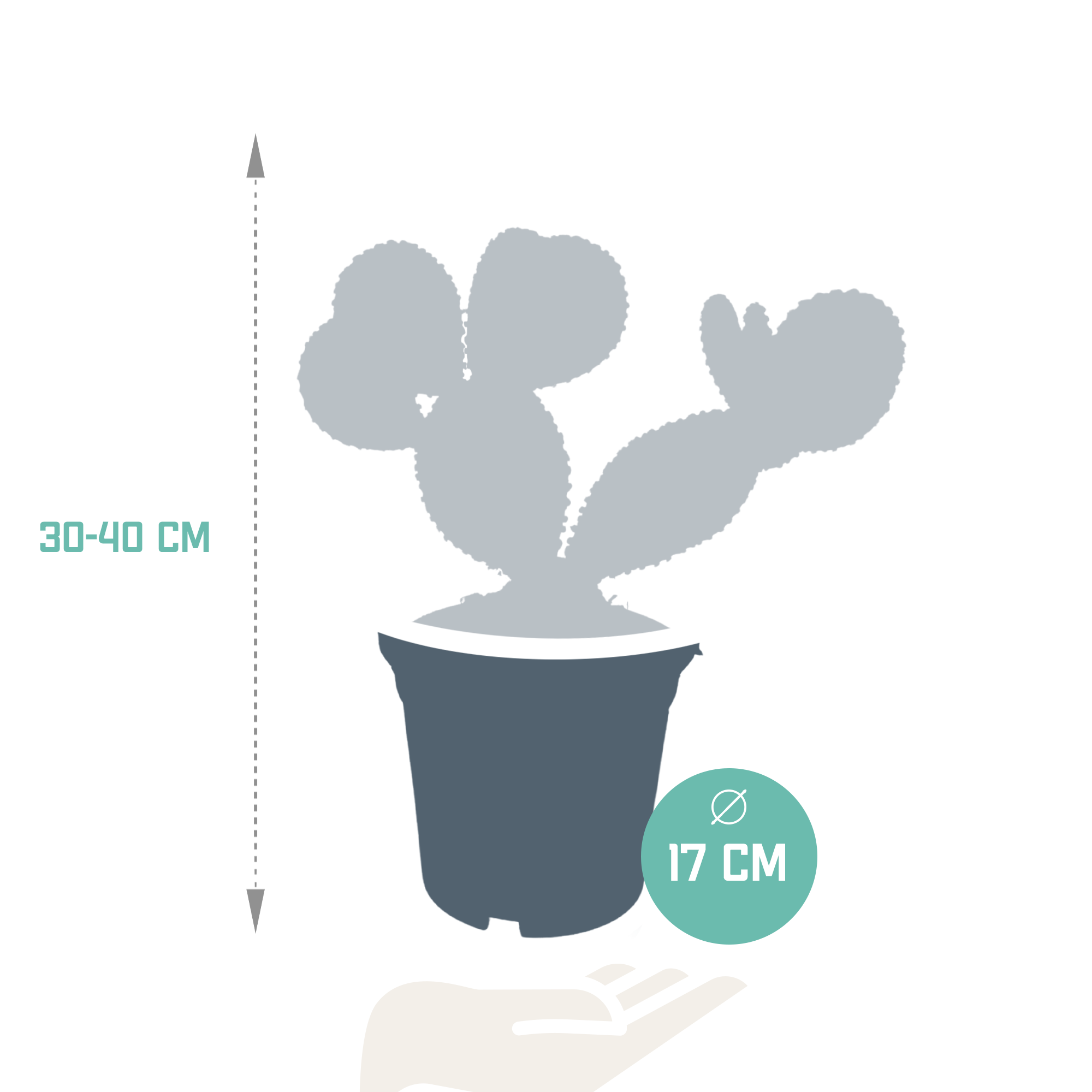 Opuntia microdasys - 17cm - without pot