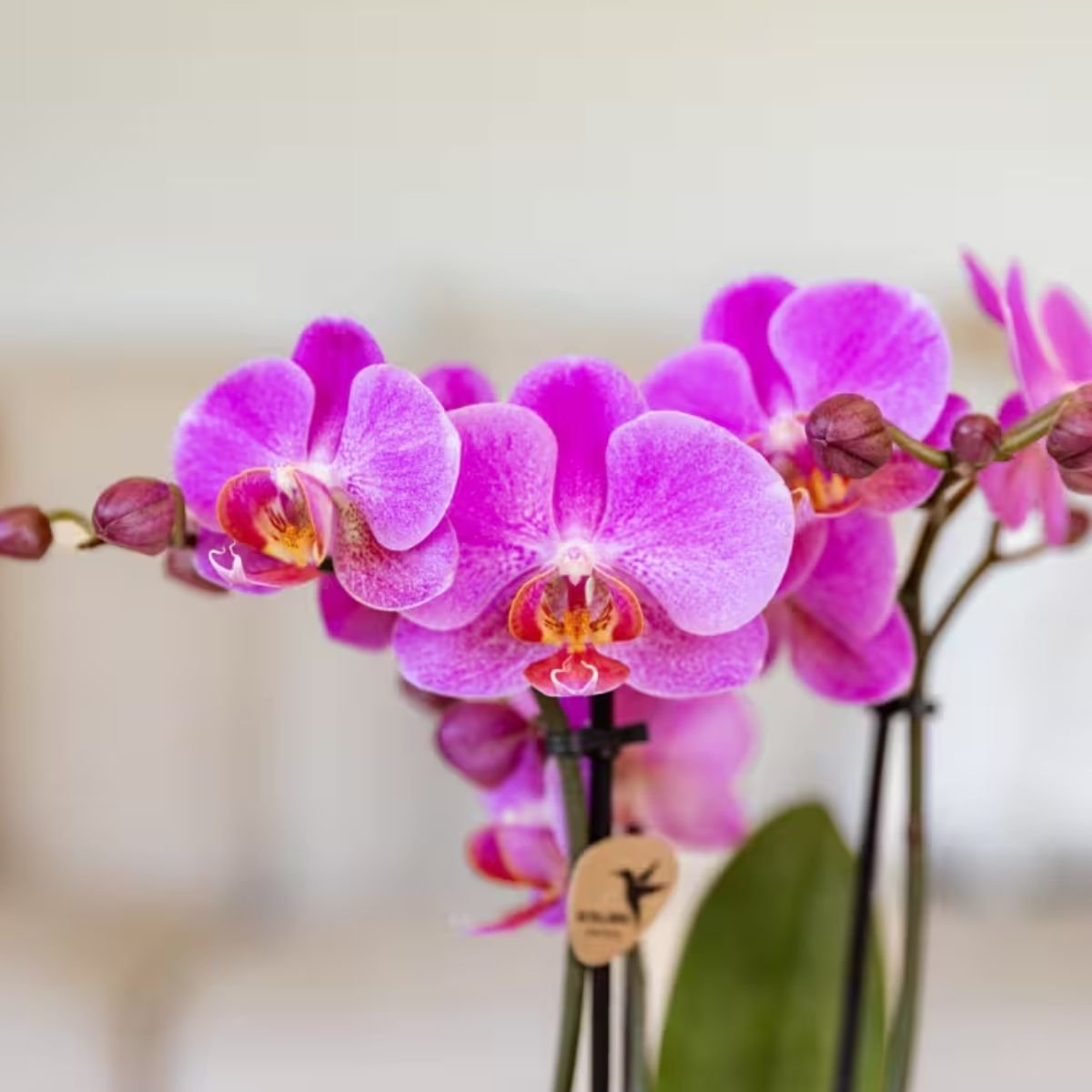 Kolibri Orchids | Combi Deal - 2 Roze-Paarse Phalaenopsis Orchideeën Mineral Frederikstad - Ø9 cm