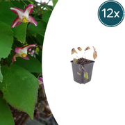 12x Epimedium rubrum - ↕10-25cm - Ø9cm