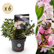 Dwerg Rhododendron - Rhododendron Bloombux Light Pink - Bloeiende Buxus - Weinig Onderhoud - Licht Roze Bloem - 6 Planten - Pot 17cm - Hoogte 30-40cm