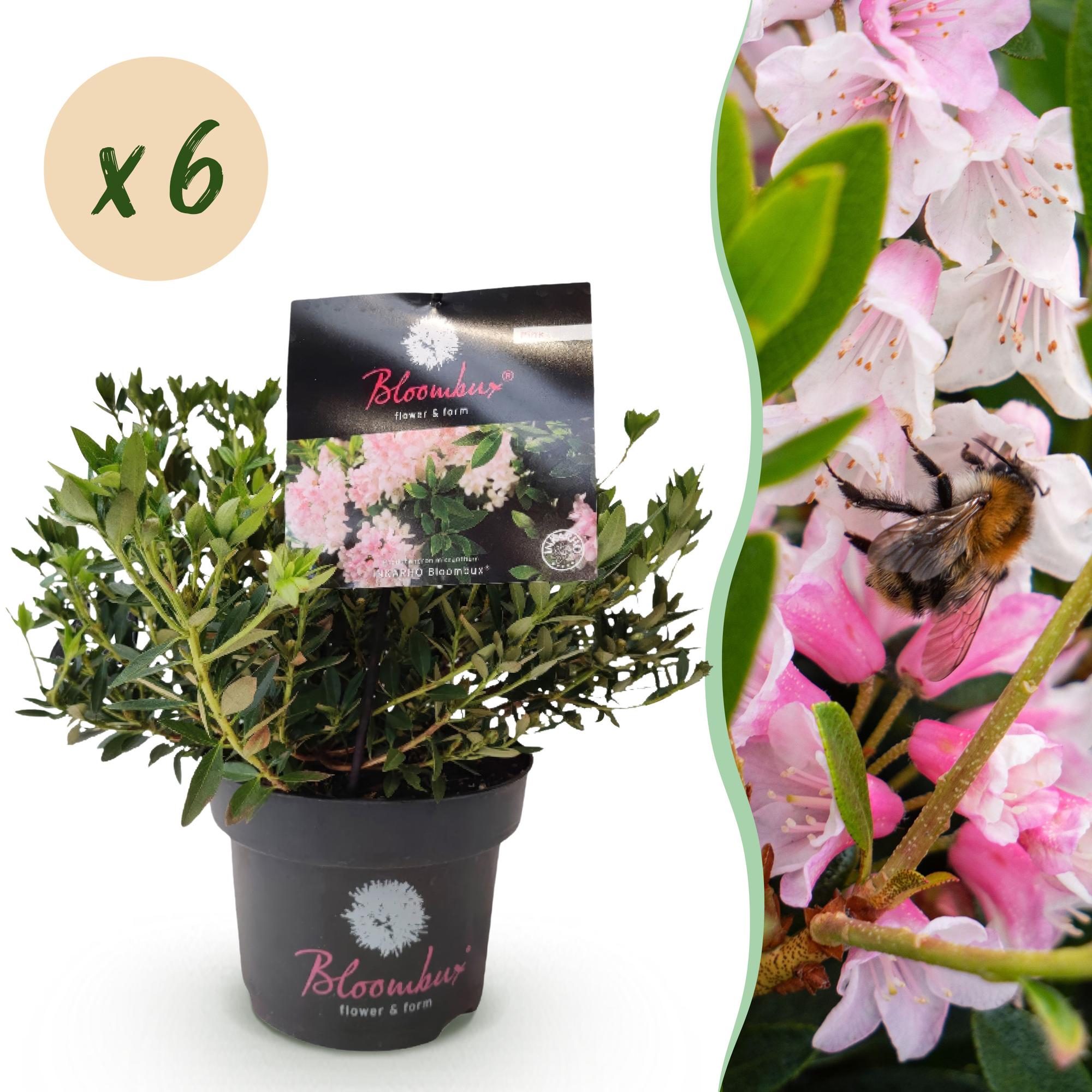 Dwerg Rhododendron - Rhododendron Bloombux Light Pink - Bloeiende Buxus - Weinig Onderhoud - Licht Roze Bloem - 6 Planten - Pot 17cm - Hoogte 30-40cm