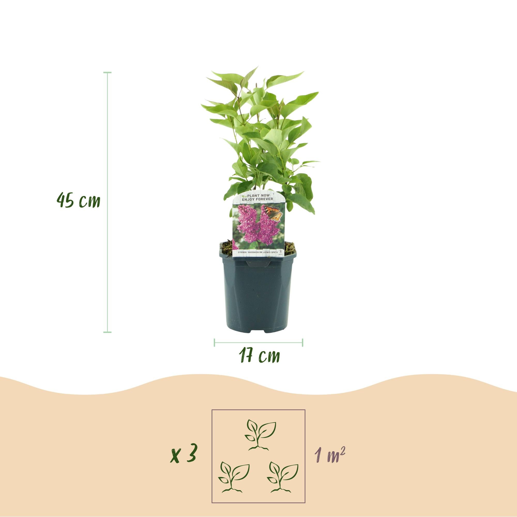 Syringa vulgaris Ludwig Spath - Gewone Sering - Winterhard - Paars - 1 Plant - Pot 17cm - Hoogte 45cm