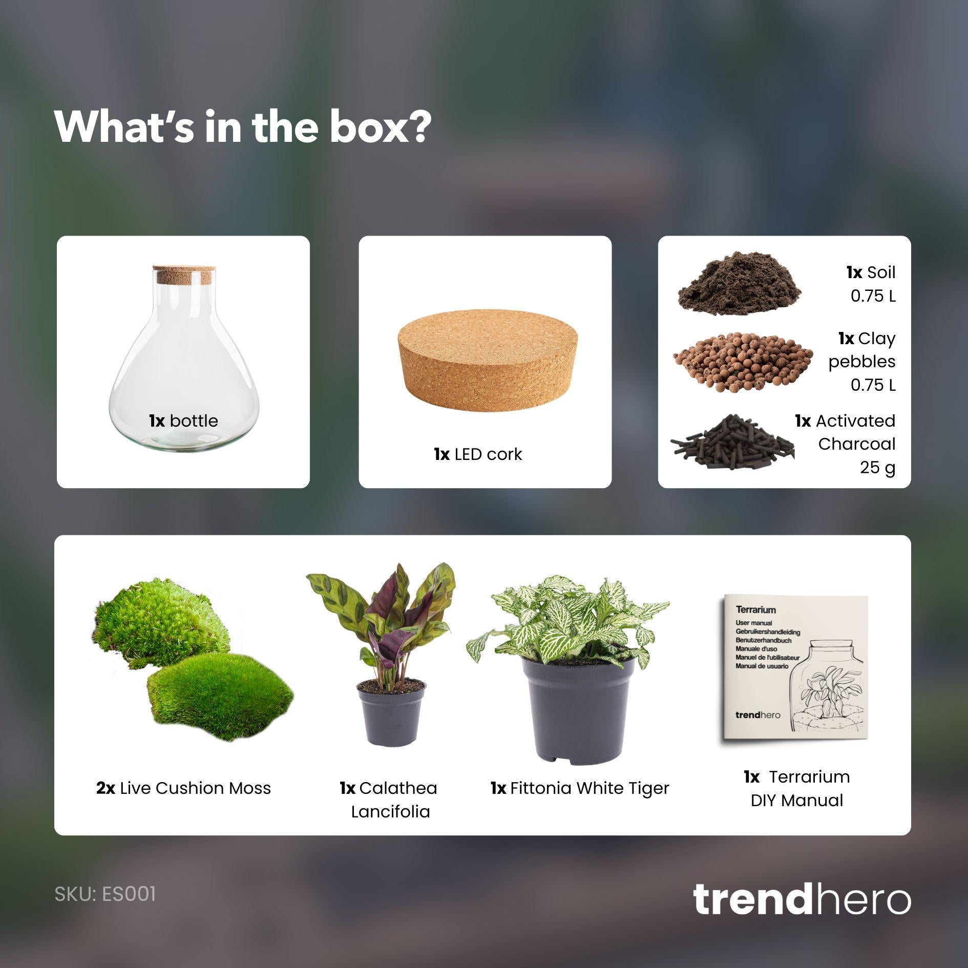 DIY terrarium - Sammie Calathea - ↕ 27 cm - No tools