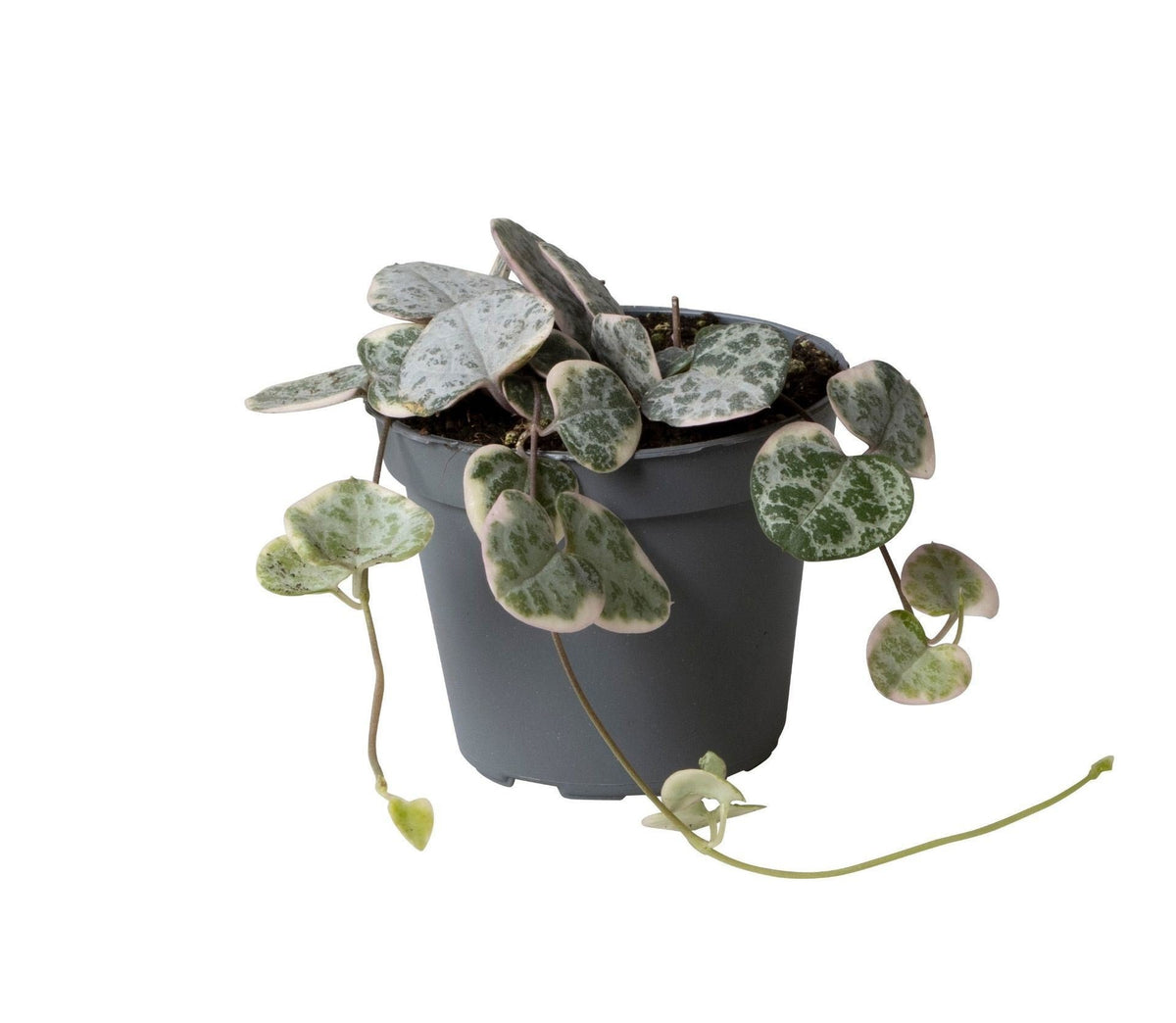Ceropegia Woodii Variegata - Bonte rozenketting - Grijs - Groen - Beige - Tropisch - Ø6cm - ↕5cm