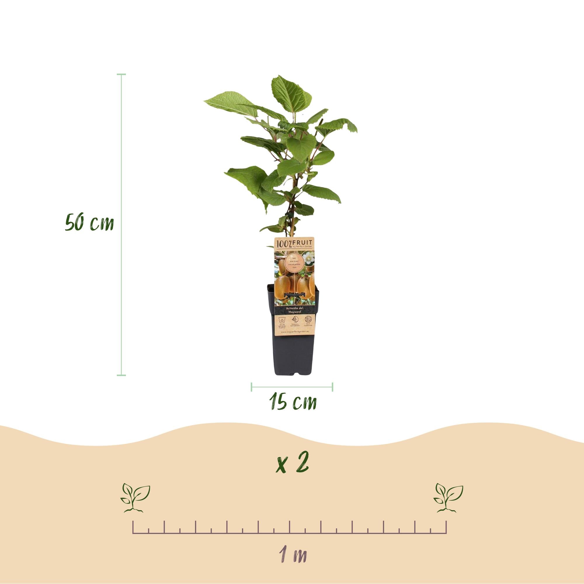 Actinidia Weiki & Hayward - Kiwiplant - 1 Mannelijke - 3 Vrouwelijke - Planten - Groen - Pot 15cm - Hoogte 50cm