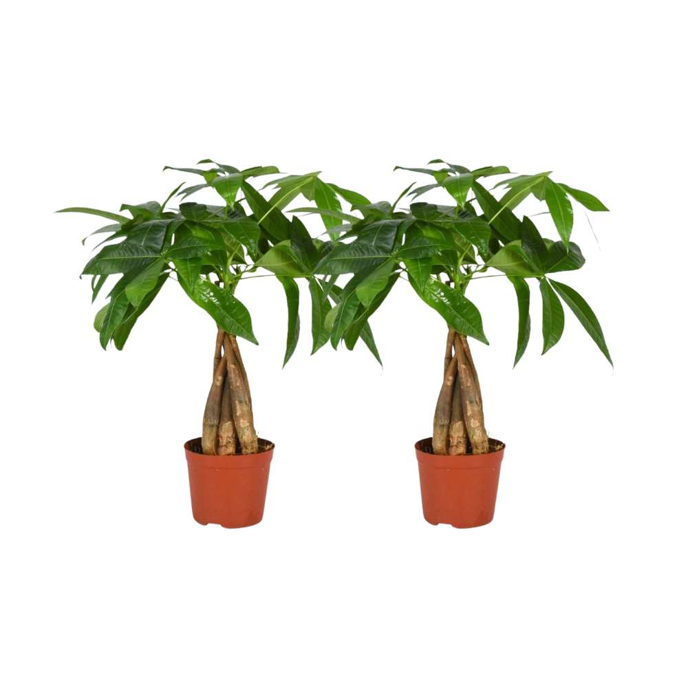 Pachira Aquatica Stelo intrecciato - Confezione da 2 - Ø12cm - ↕35cm