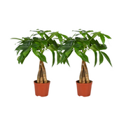 Pachira Aquatica Stelo intrecciato - Confezione da 2 - Ø12cm - ↕35cm