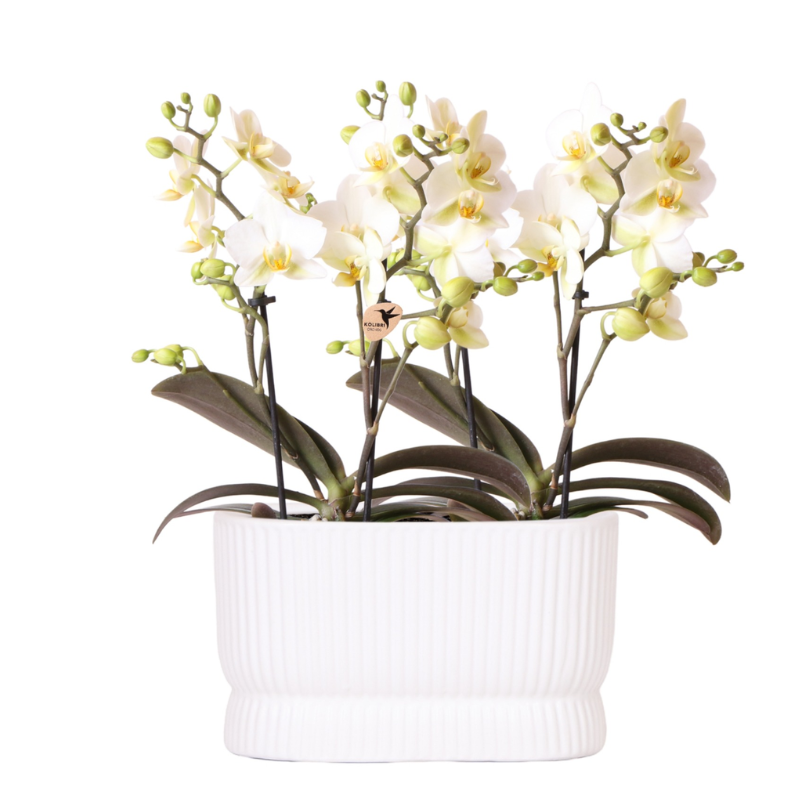 Witte Orchidee
