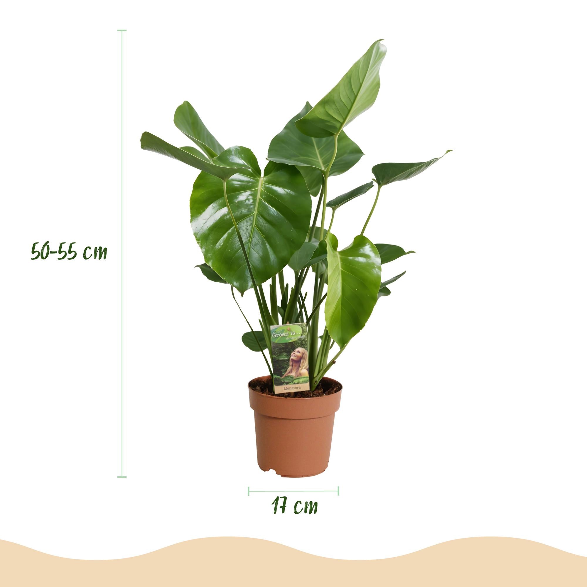 Monstera Deliciosa - Gatenplant -Pot 17cm - Hoogte 50-55cm