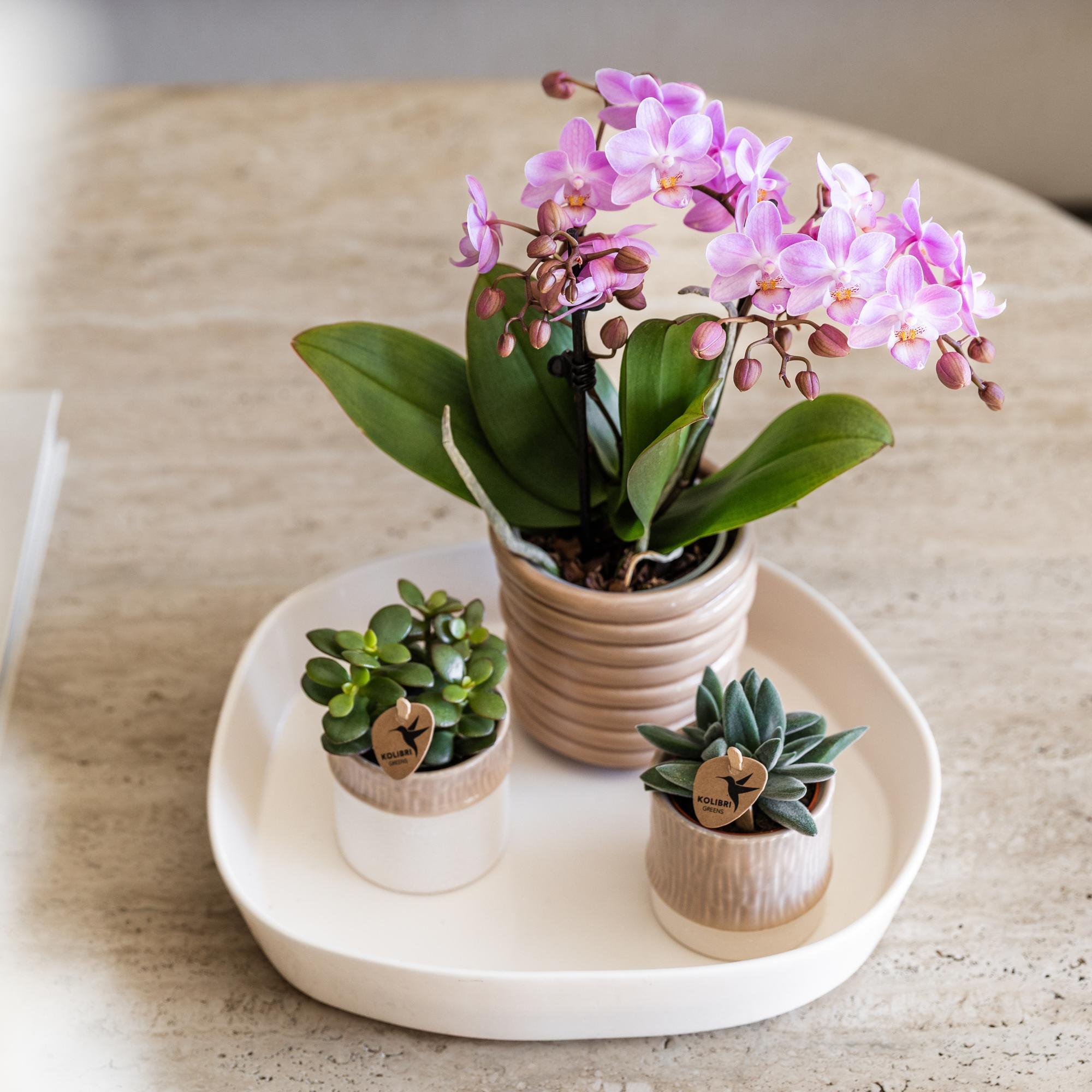 Kolibri Greens | Grüne Pflanze – Sukkulente Crassula minor, Topfgröße Ø 6 cm | Grüne Zimmerpflanze – frisch vom Züchter