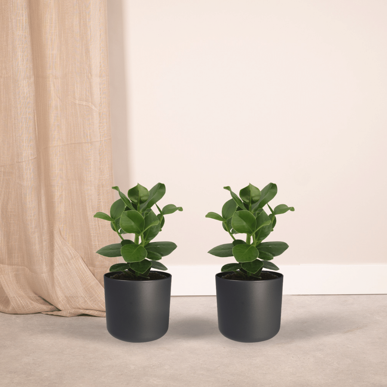 Clusia Princess (Albero Firma) - 2 pezzi - Ø12cm - ↕15cm