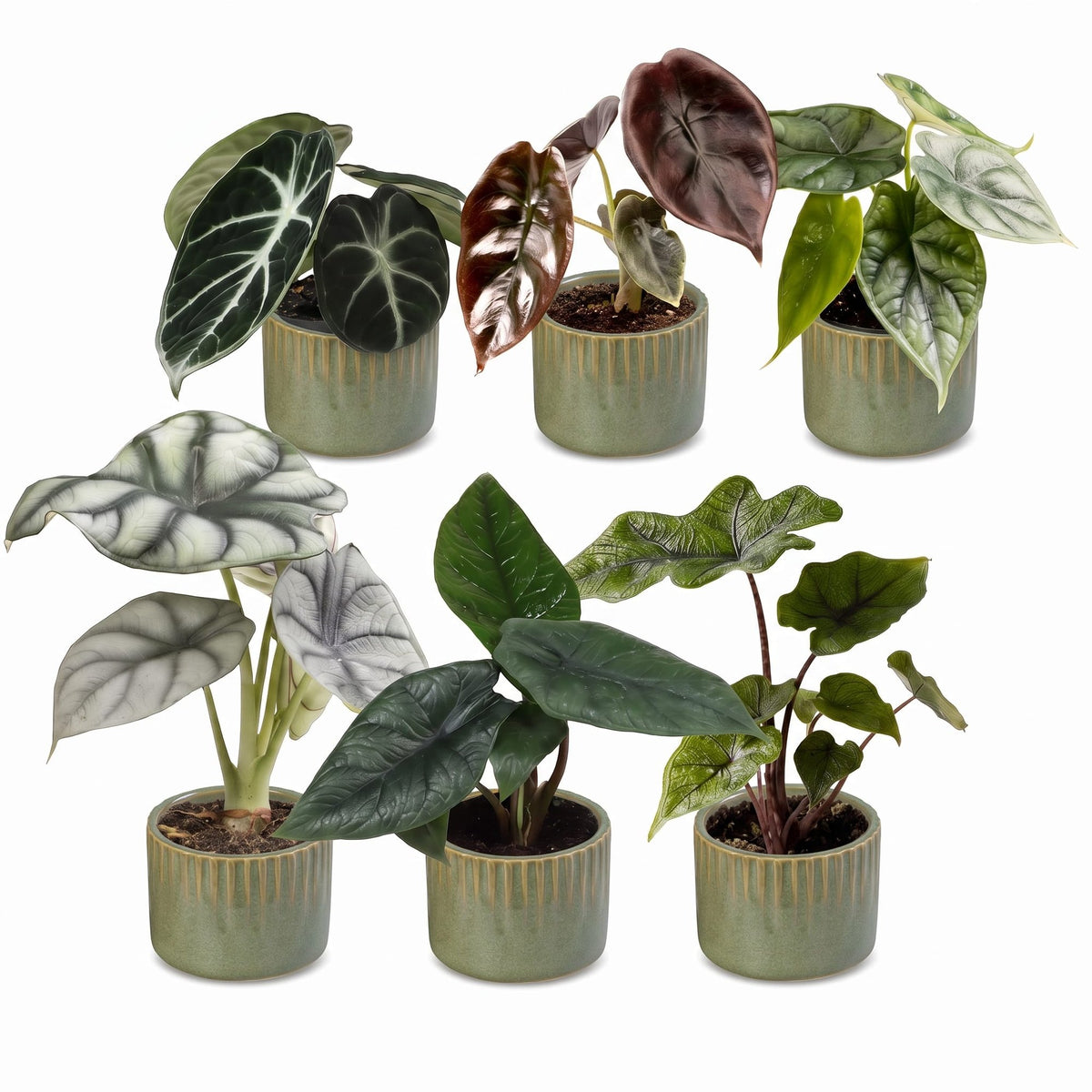 Baby Alocasia Familie 6x- Rood - Groen - Zwart - Zilver - Grijs - Tropisch - incl. Linnea Olive - Ø6cm - ↕12cm