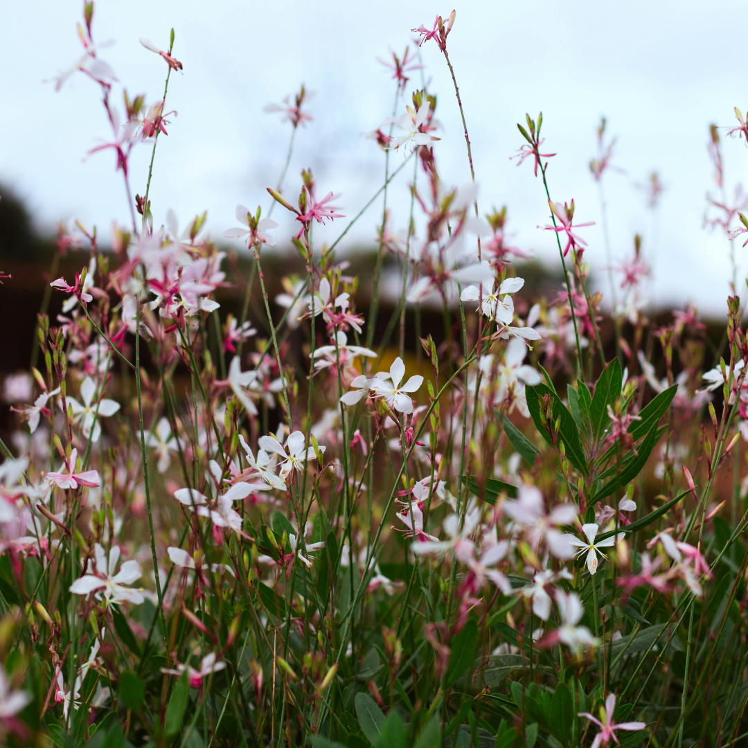 12x Gaura l. 'Whirling Butterflies' - ↕10-25cm - Ø9cm