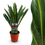 Cycas revoluta - Palmvaren - Weinig onderhoud - Groen - 1 - Pot 14cm - Hoogte 45cm