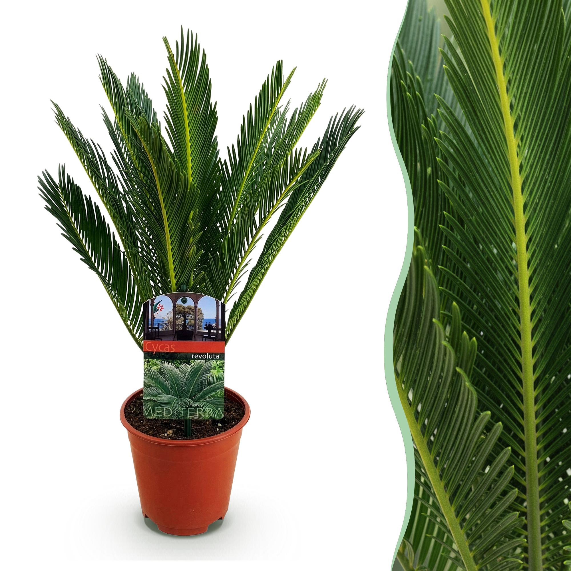 Cycas revoluta - Palmvaren - Weinig onderhoud - Groen - 1 - Pot 14cm - Hoogte 45cm