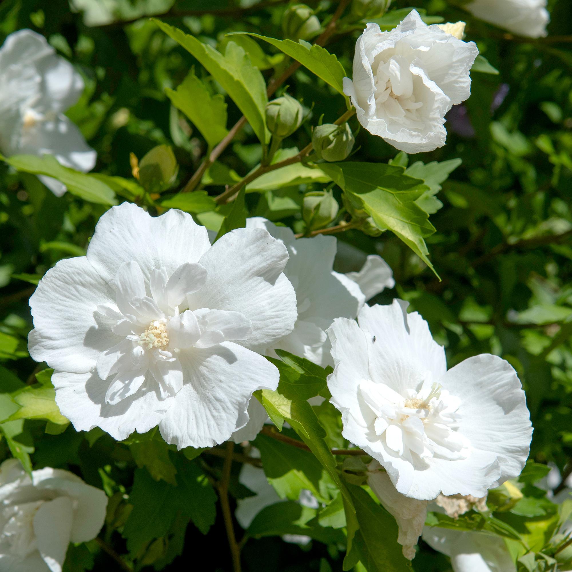 Green boutiQ - Pianta su stelo - Hibiscus syriacus White Chiffon® - Pianta da terrazza - Decidua - Resistente all'inverno - Fiore bianco - Vaso 19 cm Altezza 90 cm