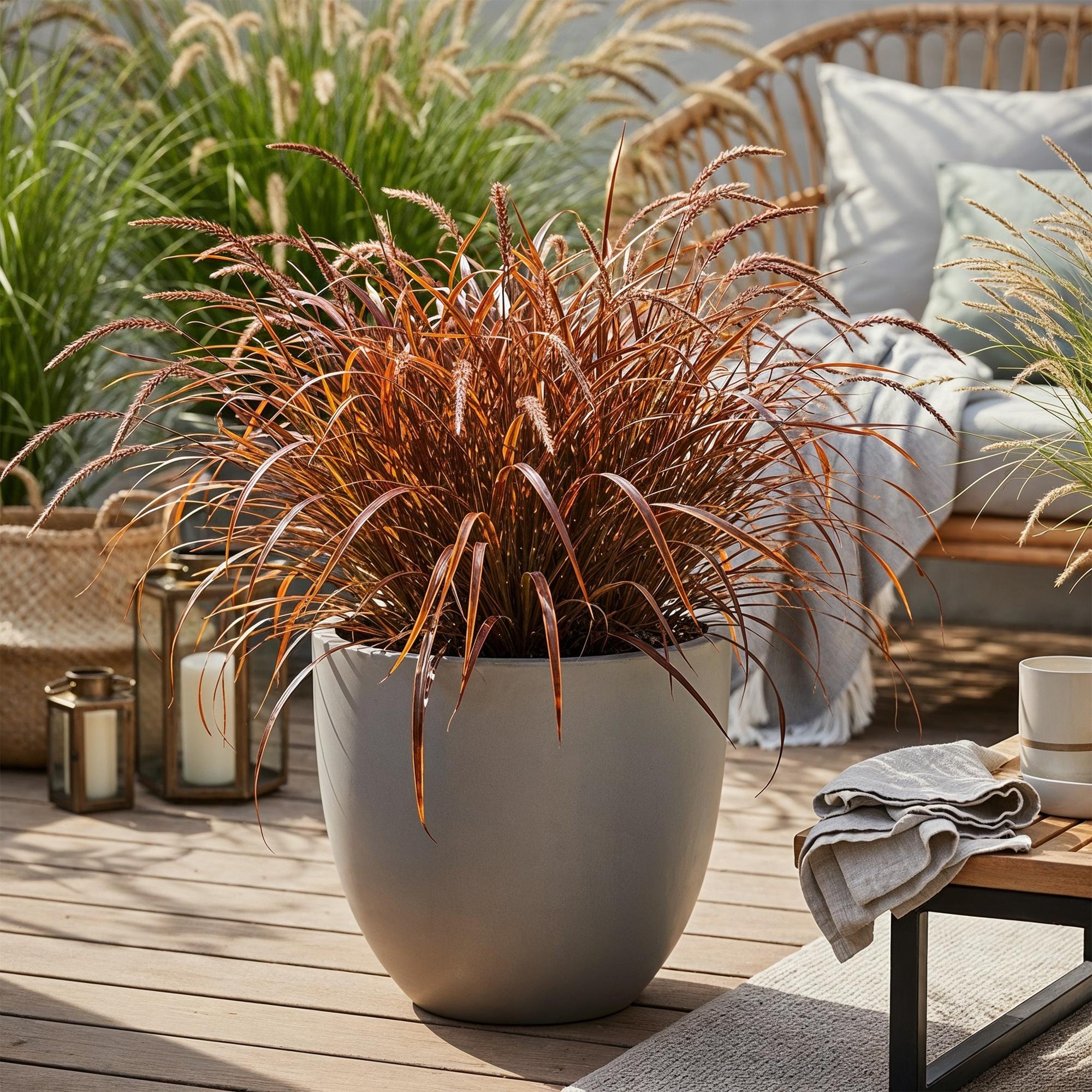 Uncinia rubra Everflame  - Rood - 1 Plant - Groenblijvend - Winterhard - Pot 17cm Hoogte 50cm
