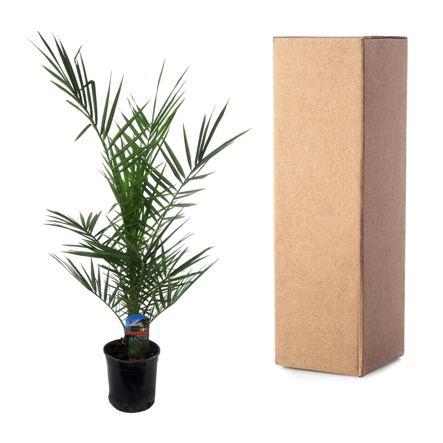 Phoenix Canariensis – 80 cm – Ø14 cm
