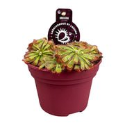 Drosera Aliciae - Ø12cm - ↕12cm