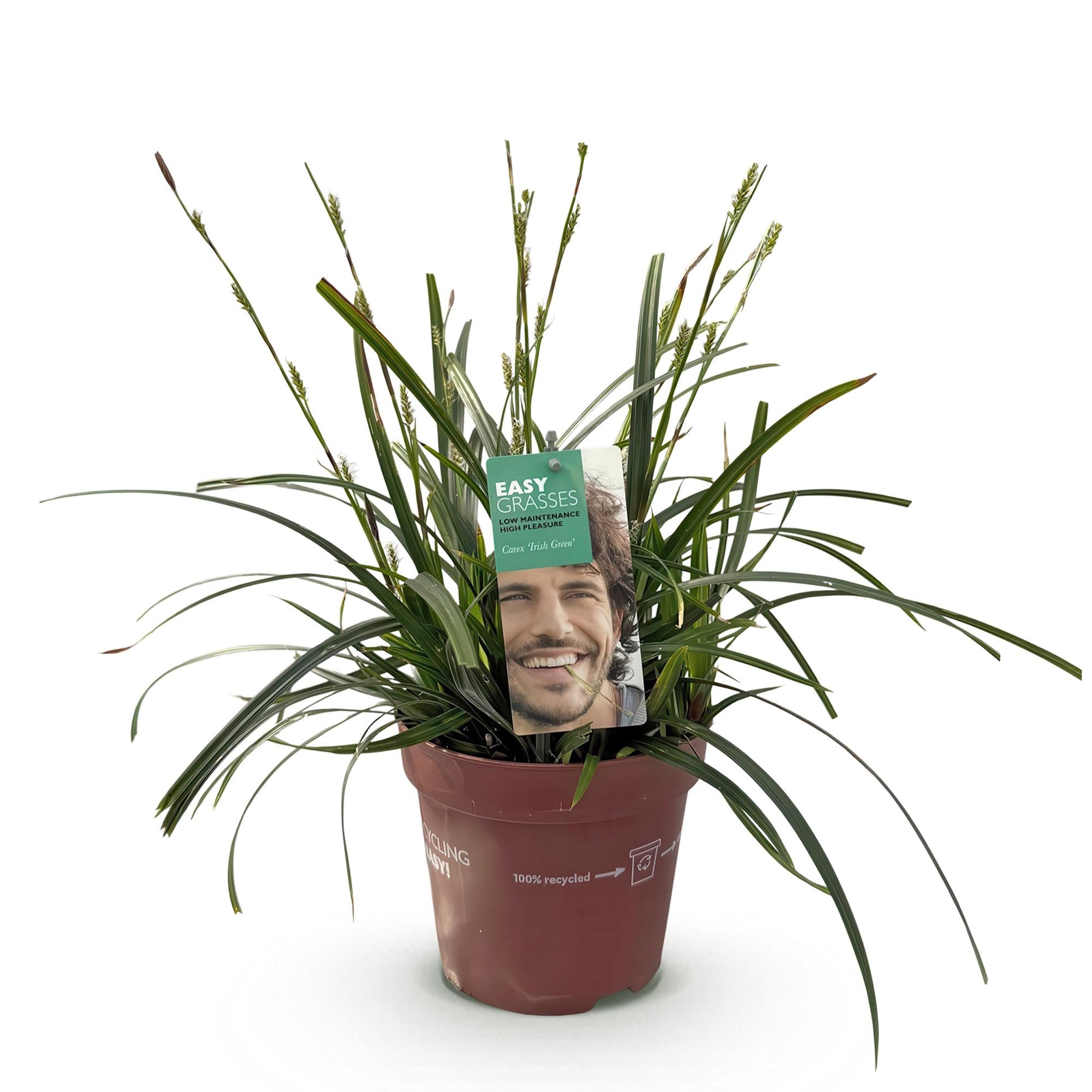 Carex oshimensis Intense Green - Groen - 1 Plant - Groenblijvend - Winterhard - Pot 17cm Hoogte 50cm