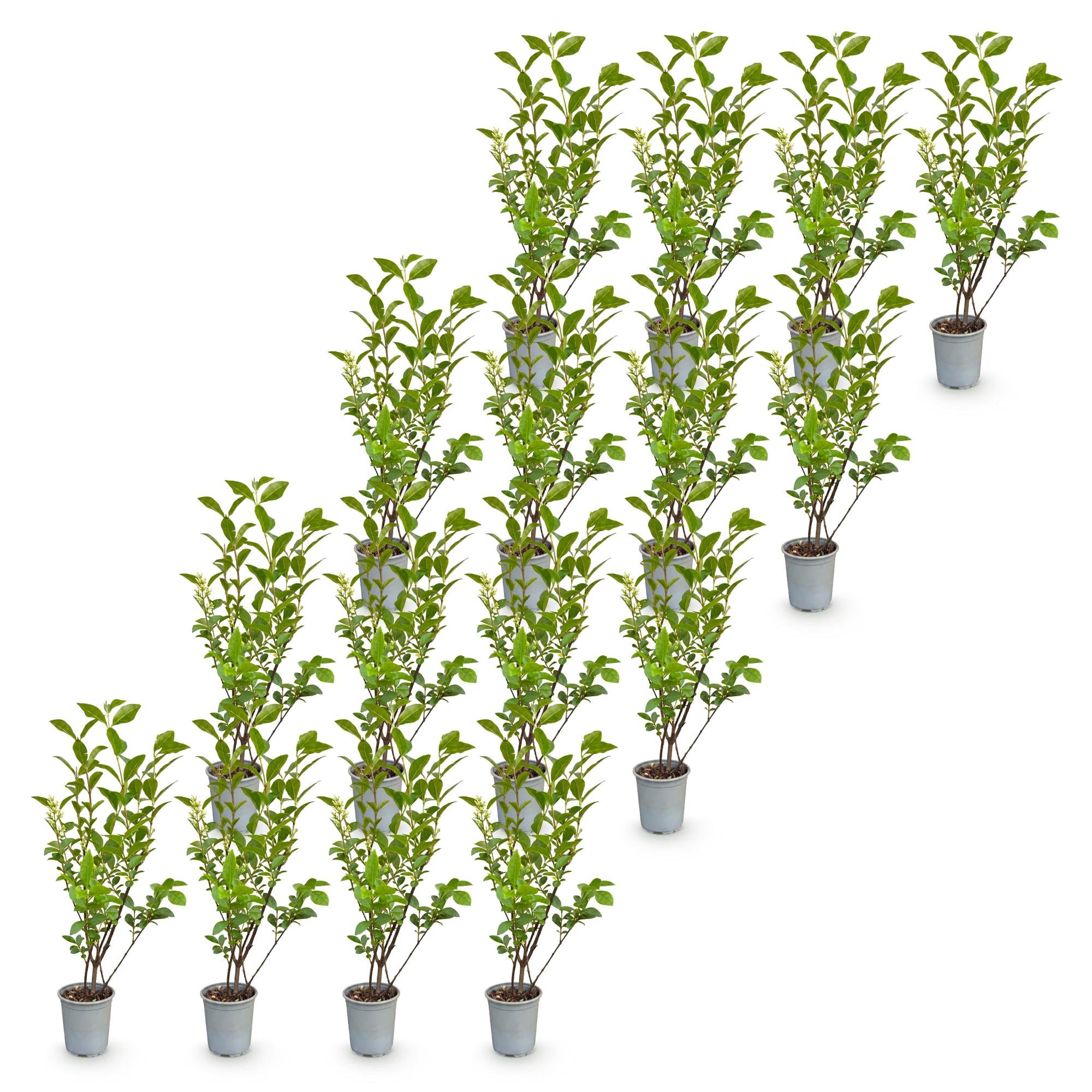 Ligustrum ovalifolium - 16x Gewone Liguster - Haagplanten - Groenblijvend - Groen - Pot 9cm - Hoogte 35-45cm