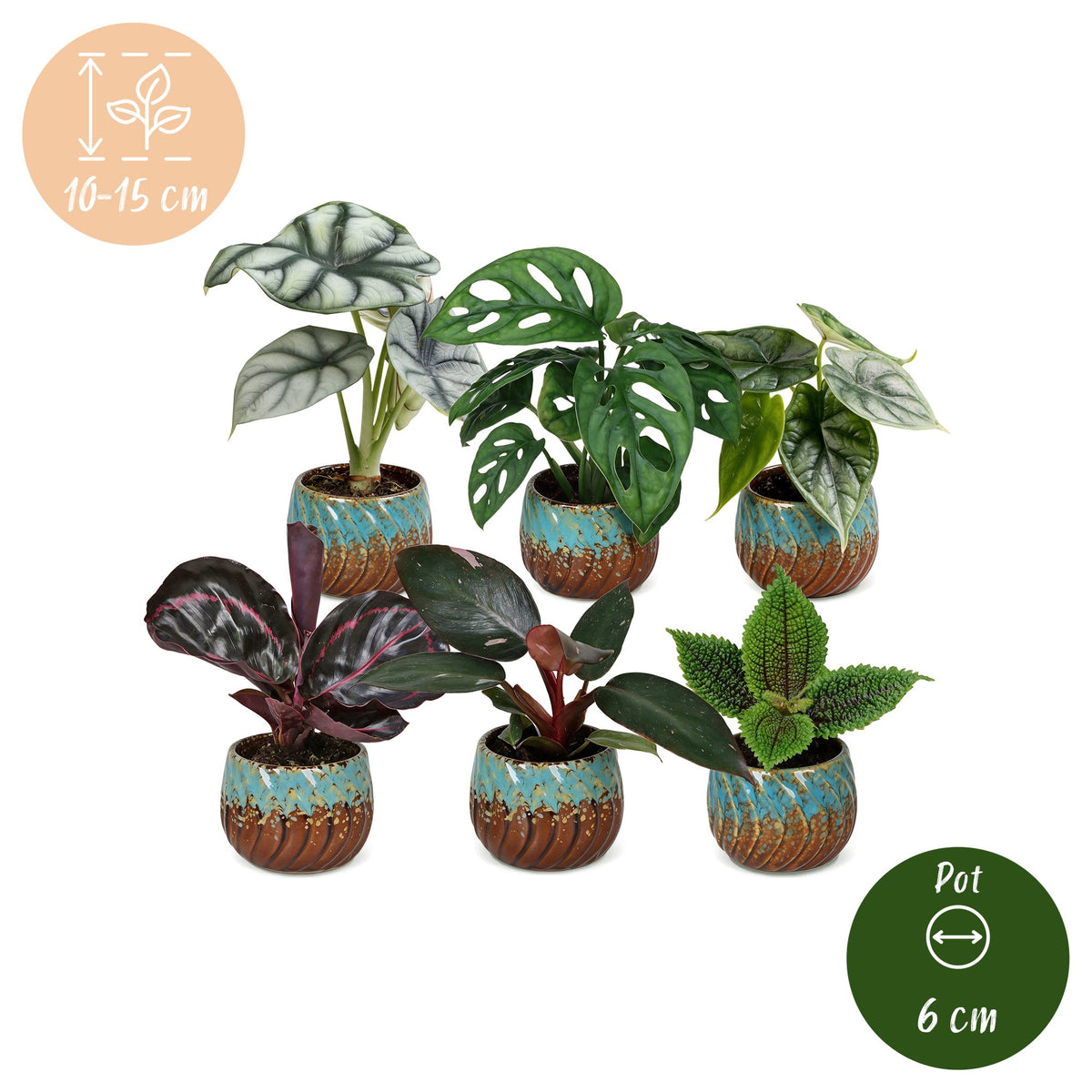Baby Planten Jungle Mix - Diversen 6x - Tropisch - incl. Copper Reef - Ø6cm - ↕10-15cm