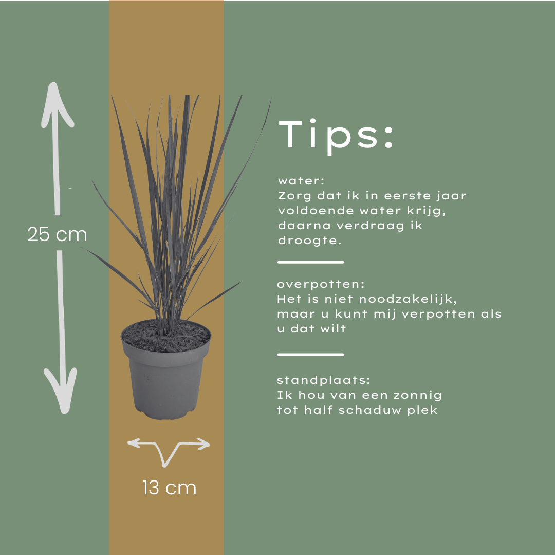 6x Panicum virgatum ‘Northwind’ – Sterk opgaand siergras met strakke groeivorm | Potmaat 12 cm