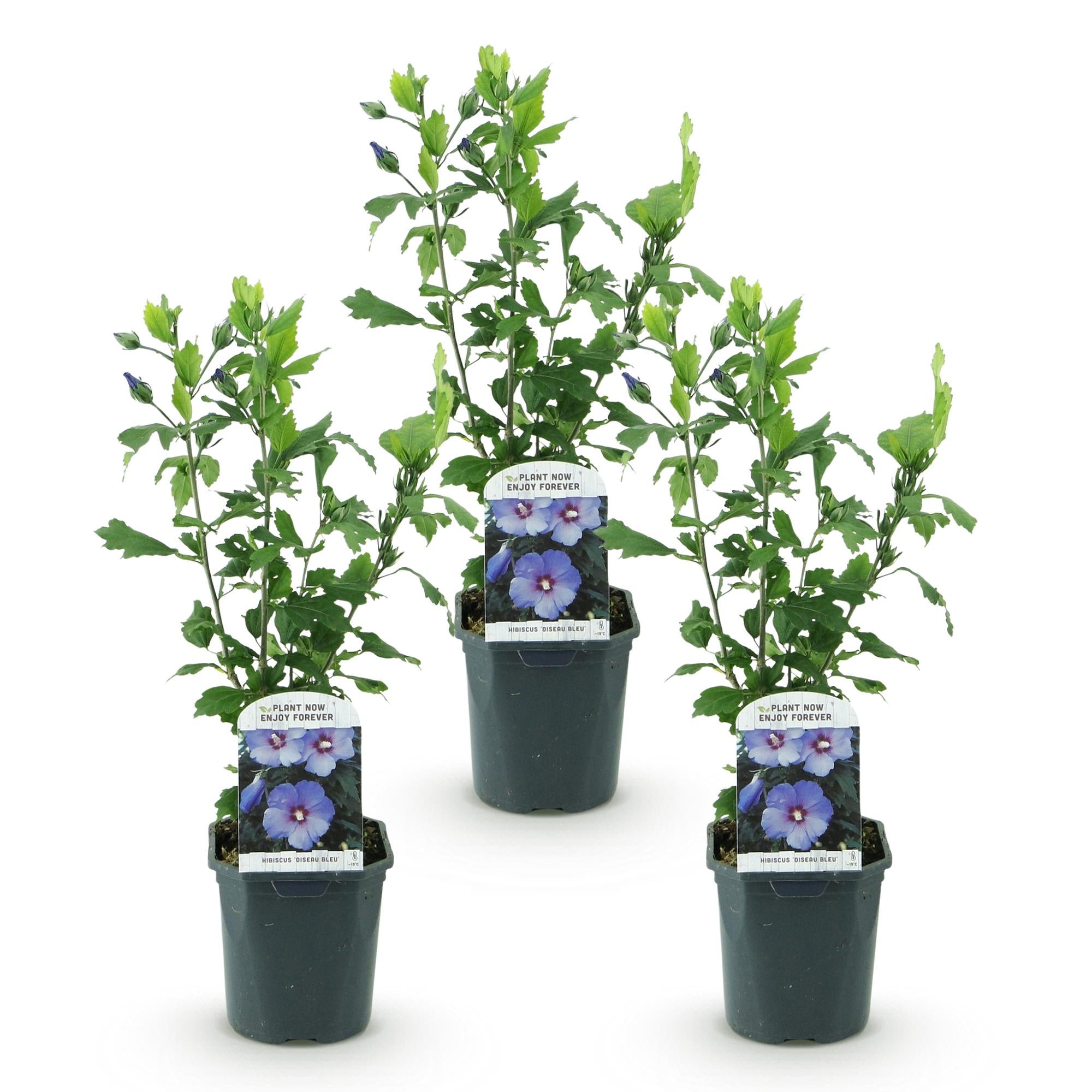 Hibiscus syriacus Oiseau Blue - Tuin Hibiscus - Winterhard - Blauw - 3 Planten - Pot 17cm - Hoogte 45cm
