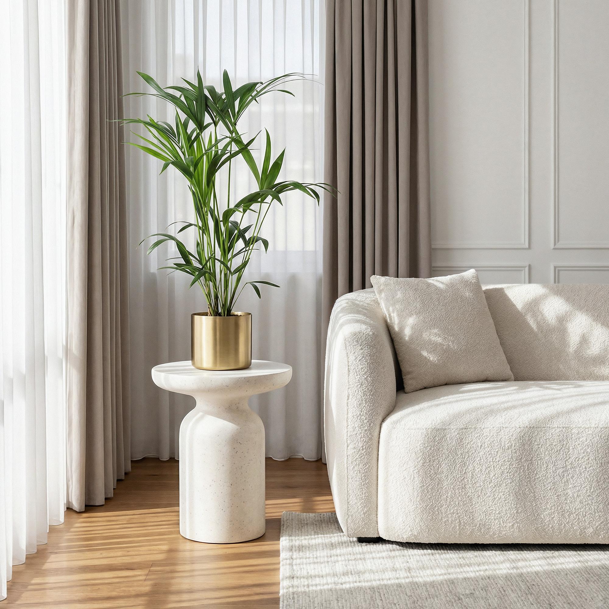 Howea Forsteriana - Kentia Palm - Weinig Onderhoud - Groen - 2 planten - Pot 19cm - Hoogte 80-85cm
