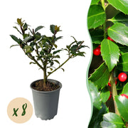 Ilex Blue maid- blad groen - 8 planten - 1 strekkende meter - groenblijvend - pot 9cm hoogte 25-30cm