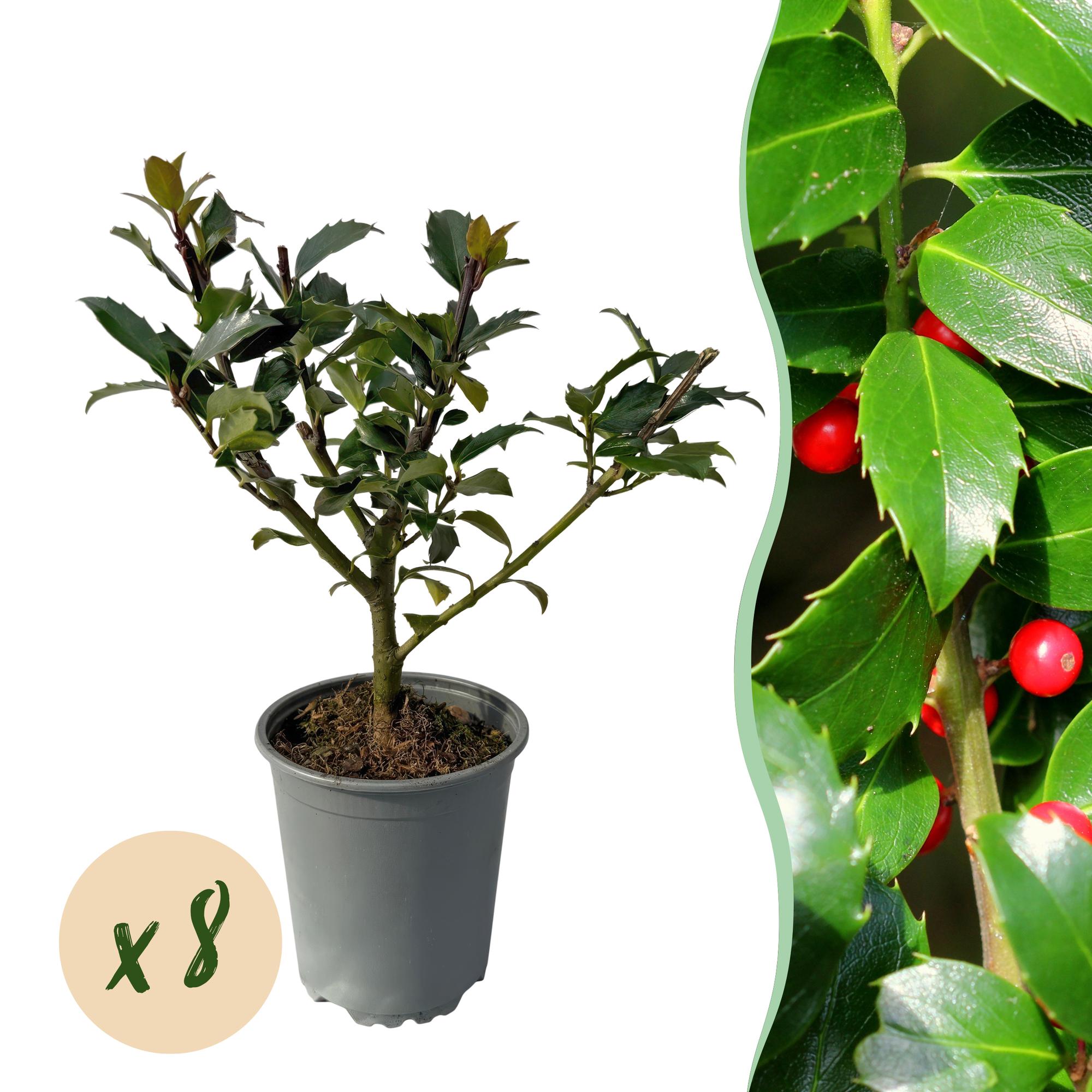 Ilex Blue maid- blad groen - 8 planten - 1 strekkende meter - groenblijvend - pot 9cm hoogte 25-30cm