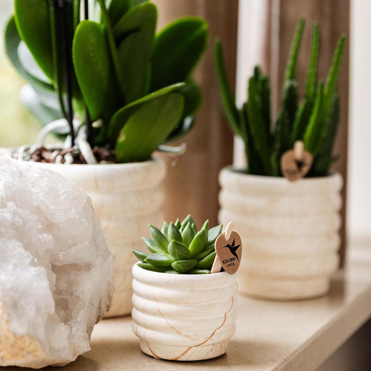 Kolibri Company | Ensemble de petites plantes Slow Living | Orchidée Phalaenopsis blanche Lausanne et succulente avec pots décoratifs en céramique sur un plateau blanc organique