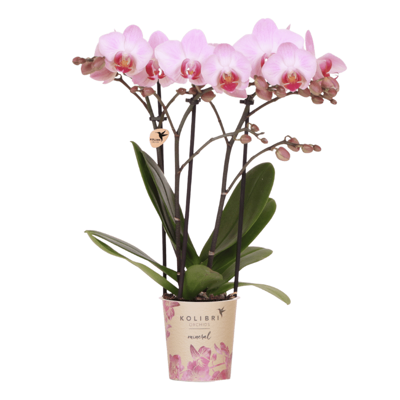 Kolibri Orchids | Roze Antwerp orchidee cadeauset - incl. giftbox, orchidee & sierpot - Ø9cm