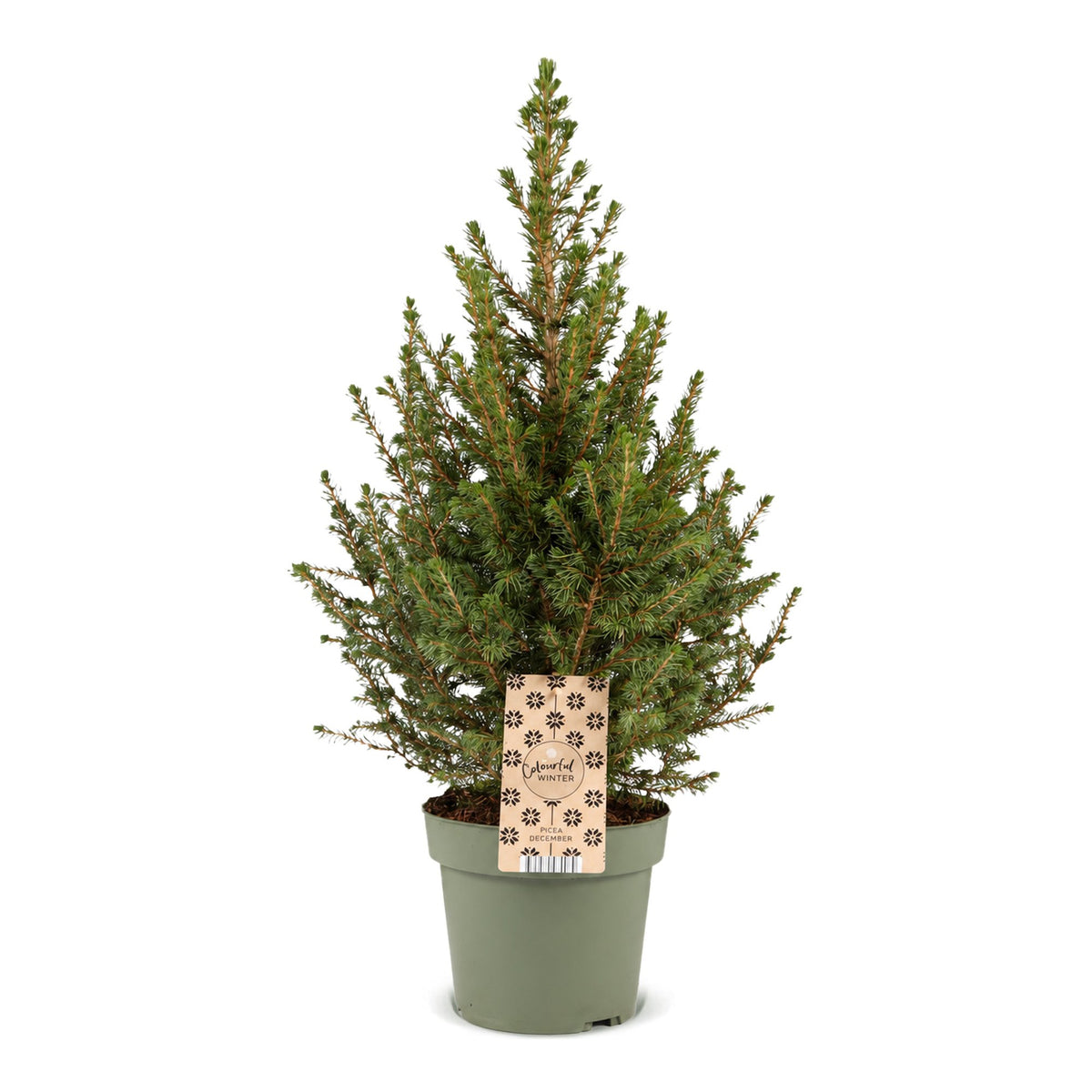 Picea glauca Conica - Kegelspar - Groen - Kerstboom - Ø17cm - ↕65cm