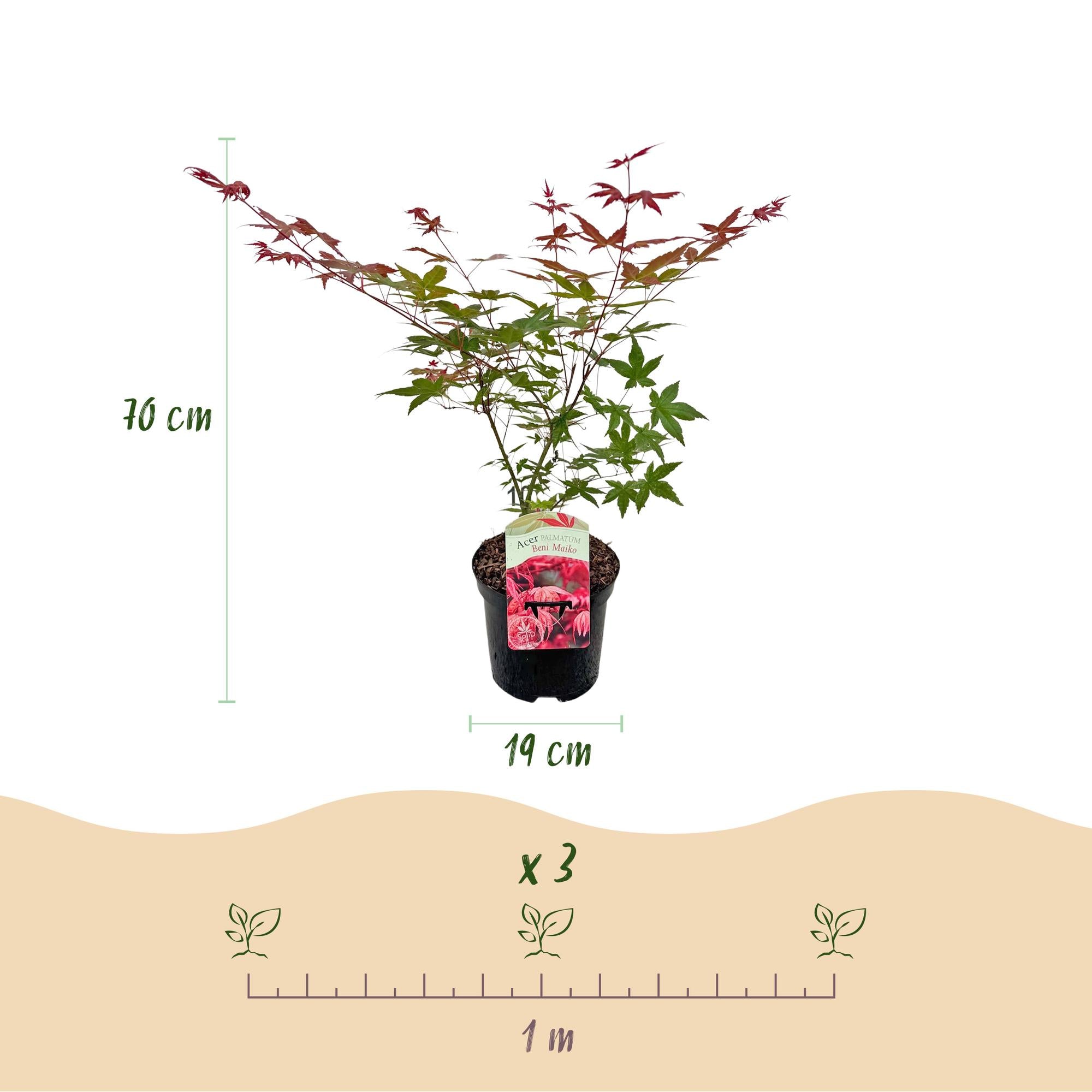 Green boutiQ – Terrassenpflanze – Japanischer Ahorn (Acer palmatum Beni Maiko) – Rot – 2 Pflanzen – Laubabwerfend – Topf 19 cm, Höhe 70 cm