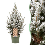 Picea glauca Conica - Kegelspar - Groen - Wit - Kerstboom - Ø17cm - ↕65cm