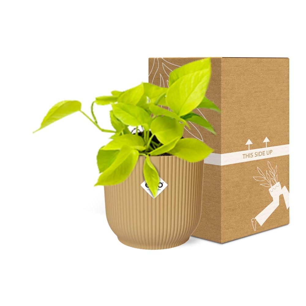 Epipremnum Pinnatum 'Golden Pothos' en pot ELHO Vibes Fold 14 cm jaune