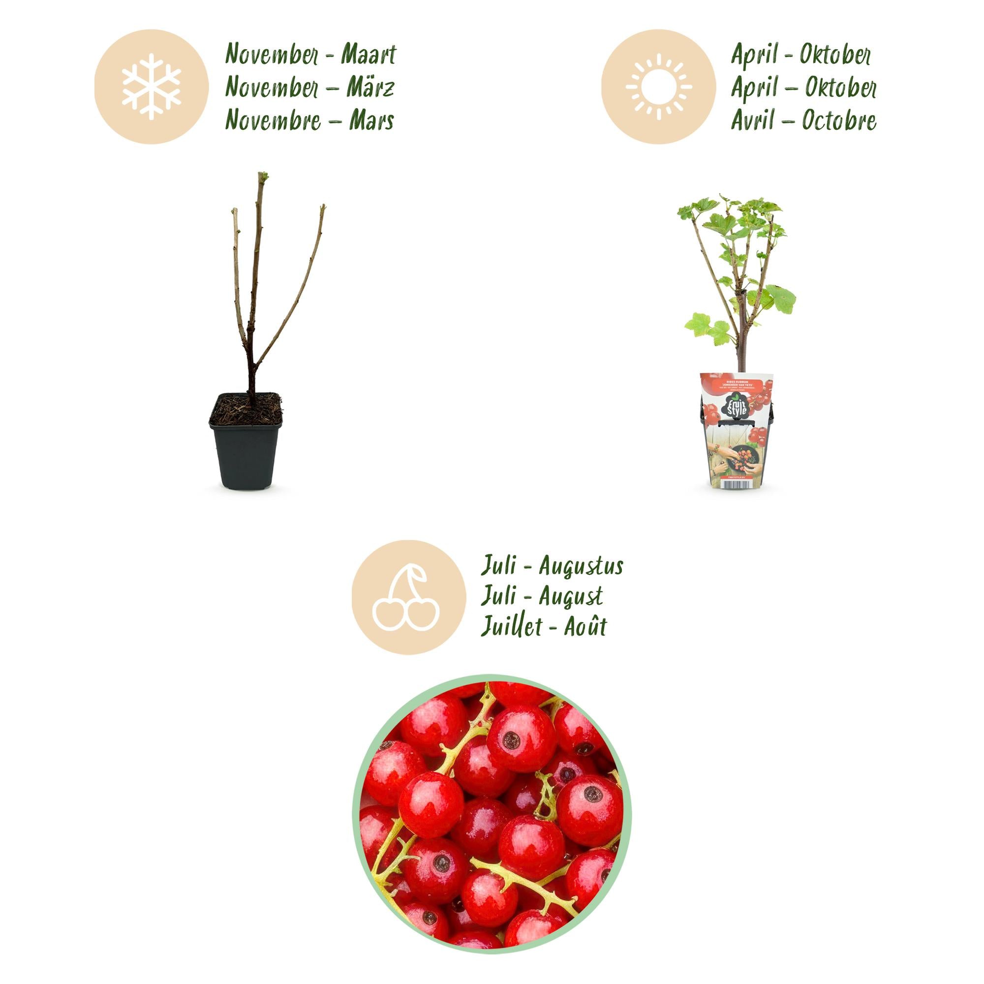 Rode Bes - Ribes rubrum Jonkheer van Tets  - Winterhard - 6 Planten - Pot 9 cm - Rode Bes