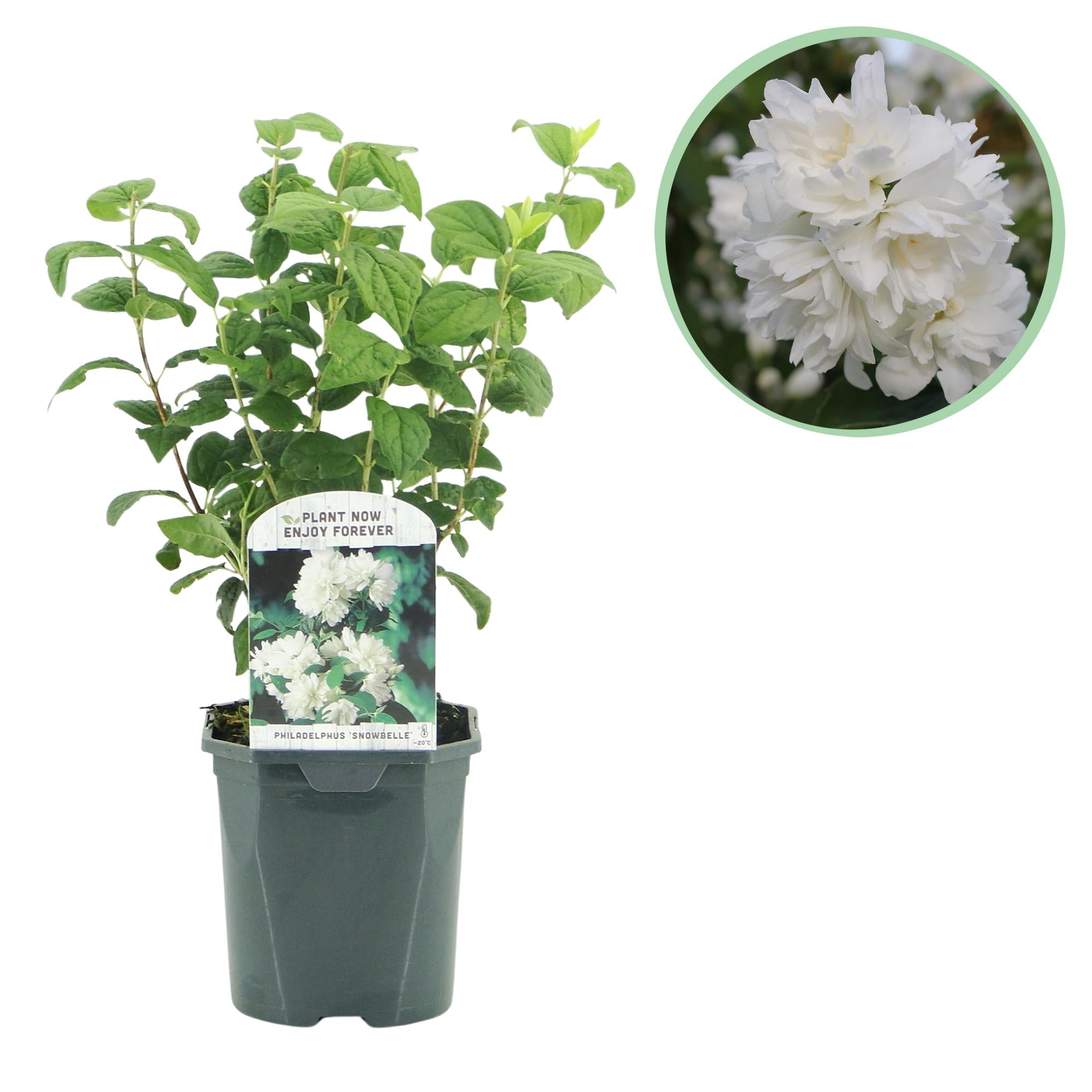 Boerenjasmijn - Philadelphus Snowbelle - Bloem Wit - 1 Plant - Bladverliezend - Weinig Onderhoud - Pot 17cm Hoogte 45cm