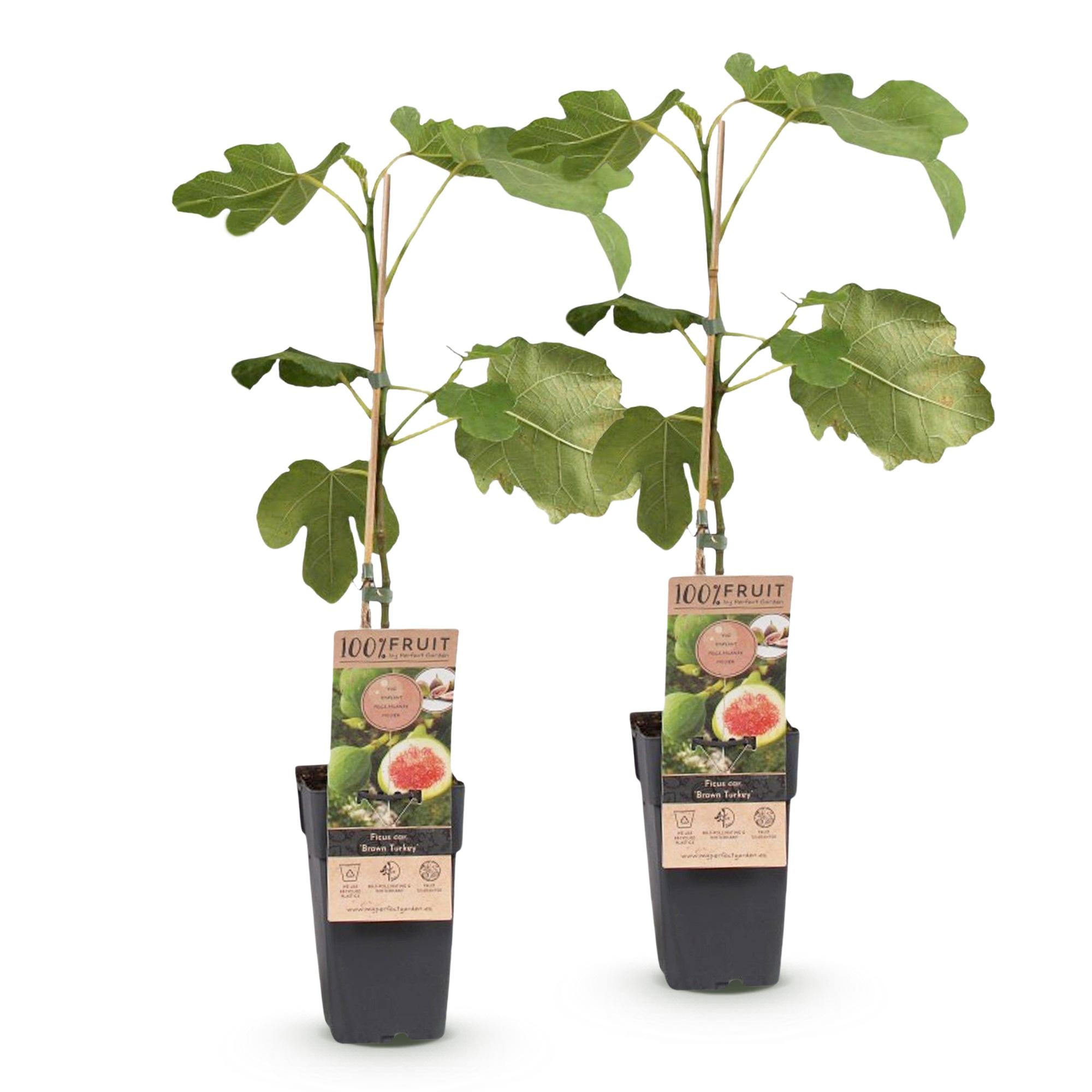 Ficus carica Brown Turkey - Vijgenboom - Winterhard - Groen - Paarse Vrucht - 2 Planten - Pot 15cm - Hoogte 50cm