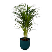 Areca-Palme - ↨85 cm - Ø19 cm inklusive elho Vibes Fold Round blau D22xH20