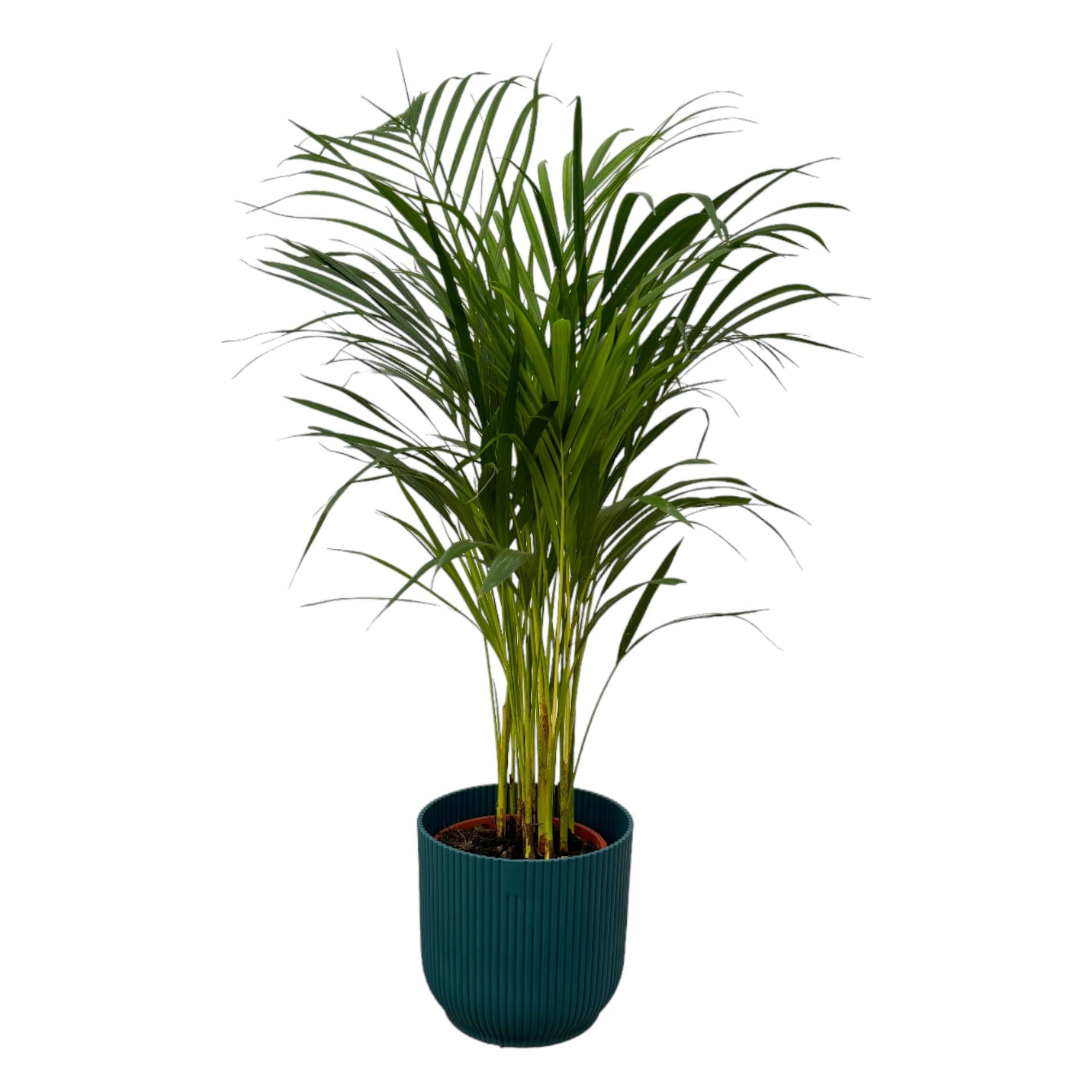 Areca-Palme - ↨85 cm - Ø19 cm inklusive elho Vibes Fold Round blau D22xH20