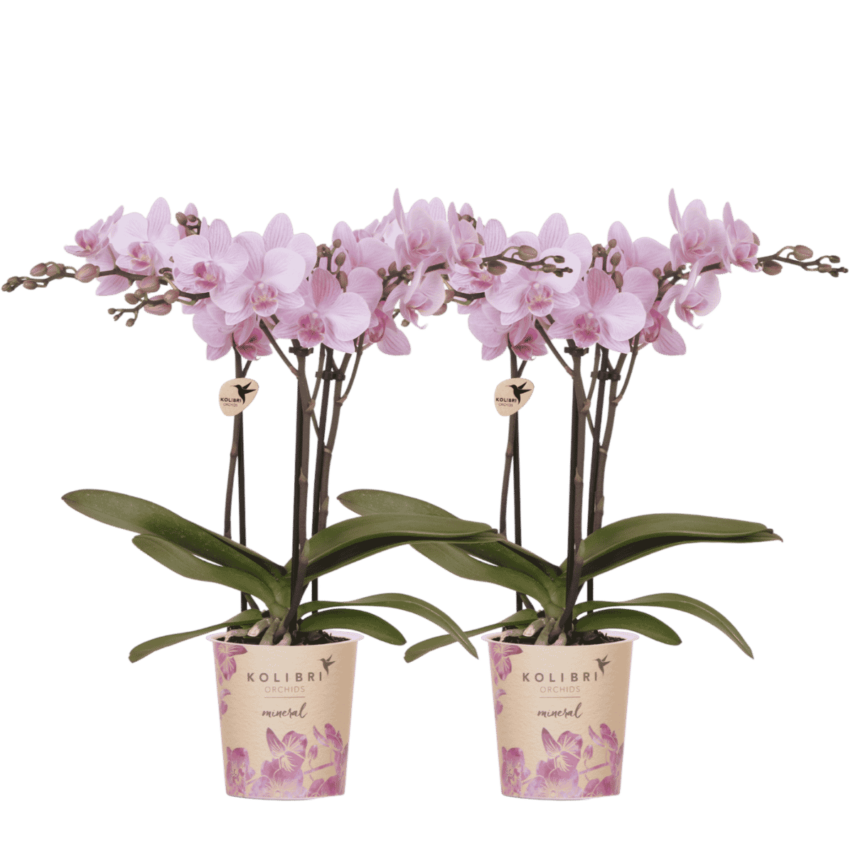 Kolibri Orchids | Combi Deal - 2 Roze Phalaenopsis Orchideeën Mineral Chamberry - Ø9 cm
